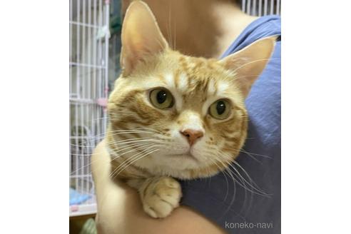 販売中のアメリカンショートヘアの親猫